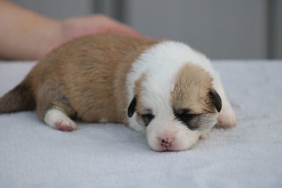 Chiot N°6 - Welsh Corgi Pembroke
