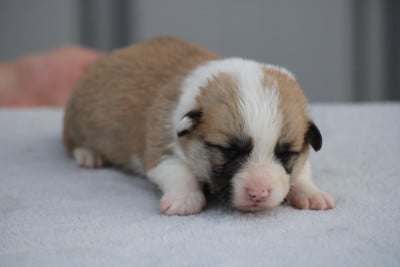 Chiot N°7 - Welsh Corgi Pembroke