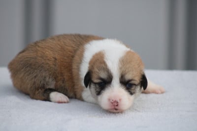 Chiot N°8 - Welsh Corgi Pembroke