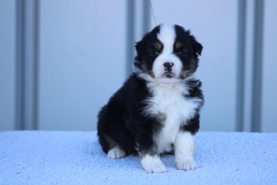 Les chiots de Berger Américain Miniature 