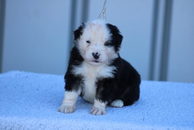 Les chiots de Berger Américain Miniature 