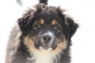 Les chiots de Berger Américain Miniature