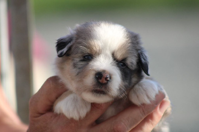 Les chiots de Berger Américain Miniature 