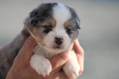 Les chiots de Berger Américain Miniature 