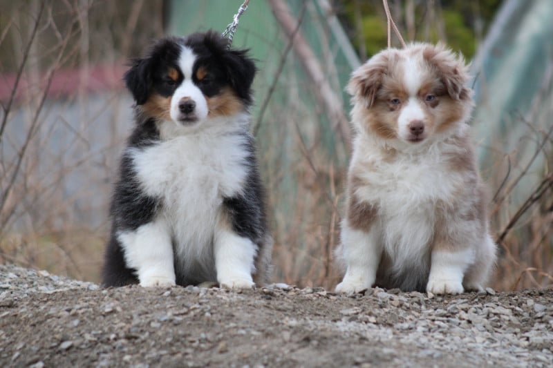 Berger Américain Miniature  - des Romarins de Mayerling