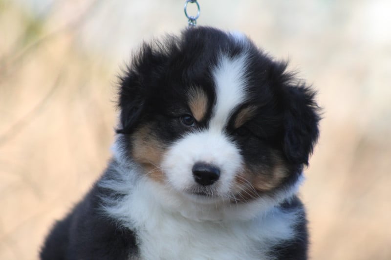 Berger Américain Miniature  - des Romarins de Mayerling