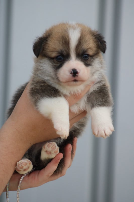 Welsh Corgi Pembroke - des Romarins de Mayerling