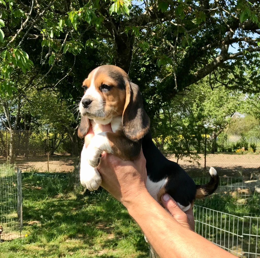 Chiot Beagle, femelle disponible en BourgogneFranche