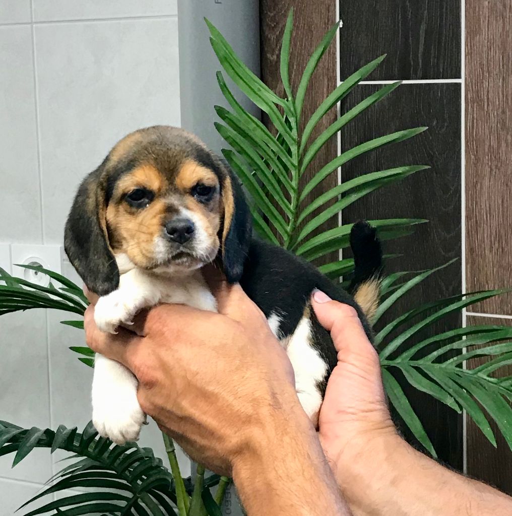 Accueil Elevage De l'aigle de meaux eleveur de chiens Beagle. Le