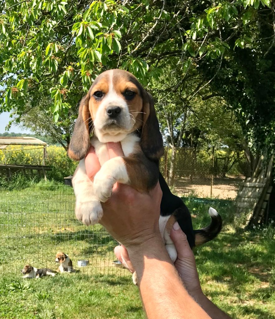 Chiot Beagle, femelle disponible en BourgogneFranche