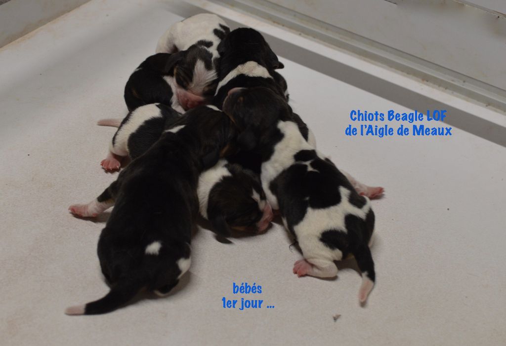 Accueil Elevage De L Aigle De Meaux Eleveur De Chiens Beagle Le Paradis Canin