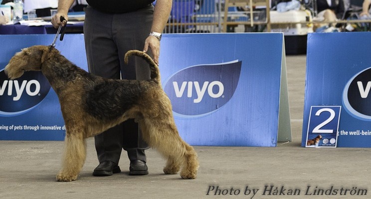 CH. Ducky dog of Utley - 1er excellent CACIB CAC