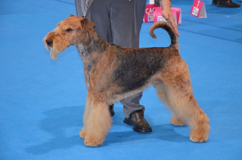 CH. Ducky dog of Utley - 1er excellent CACIB CAC Benelux belgium winner BOS