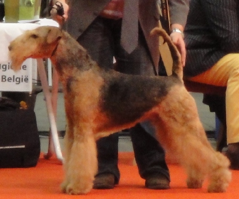 CH. Ducky dog of Utley - 2 ème excellent RCACIB,RVDH,RCAC (KFT)