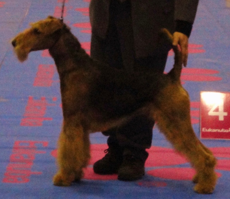 CH. Ducky dog of Utley - 1er excellent CACS Meilleur de race