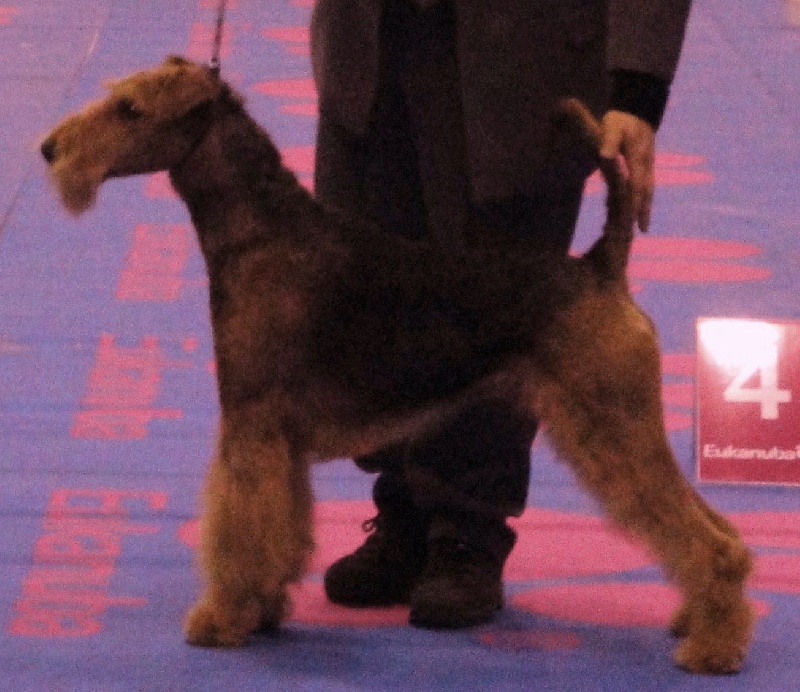 CH. Ducky dog of Utley - 1er excellent CACIB CAC Meilleur de Race