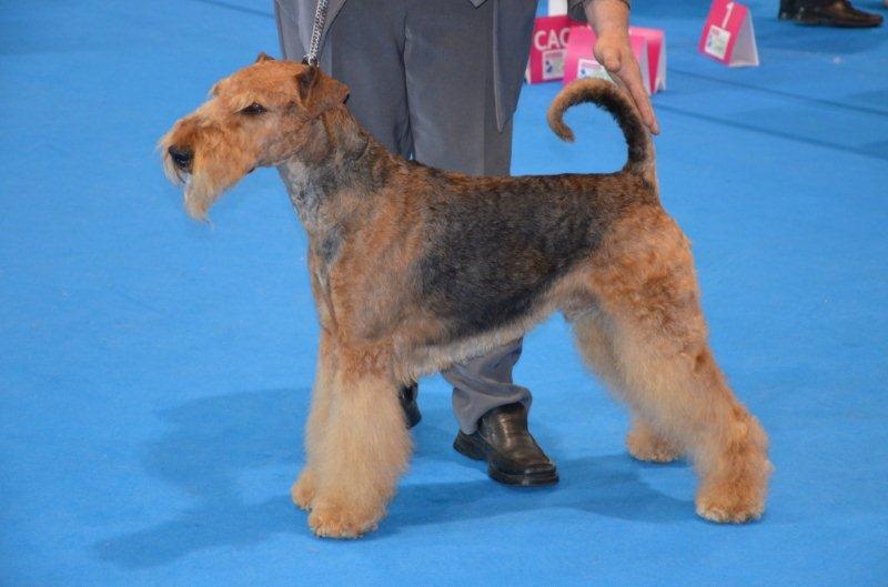 CH. Ducky dog of Utley - 1er excellent RCAC ,VDH Champion d'Allemagne VDH