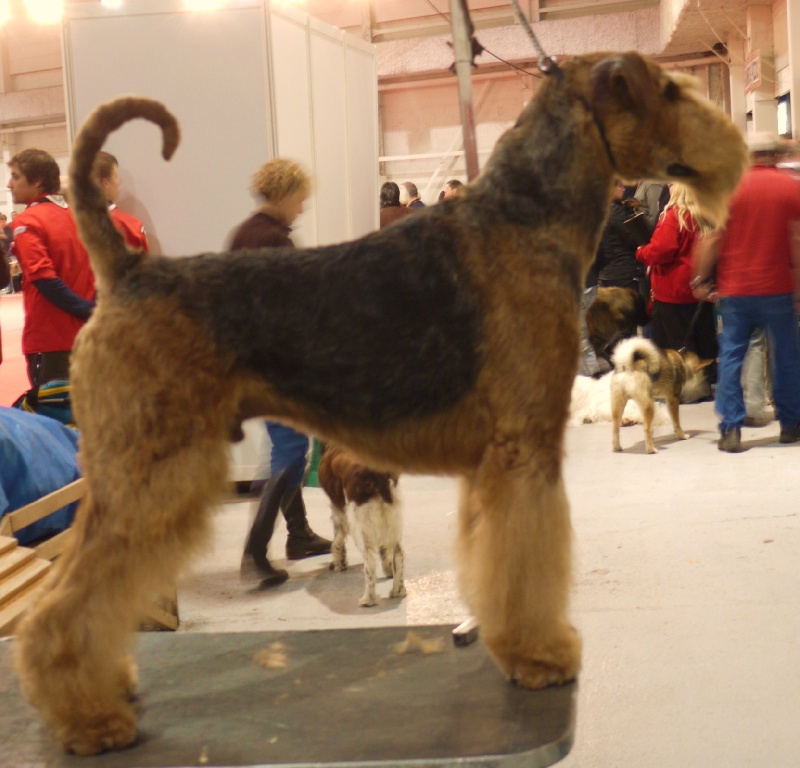 CH. Ducky dog of Utley - 2ème exc RCACL