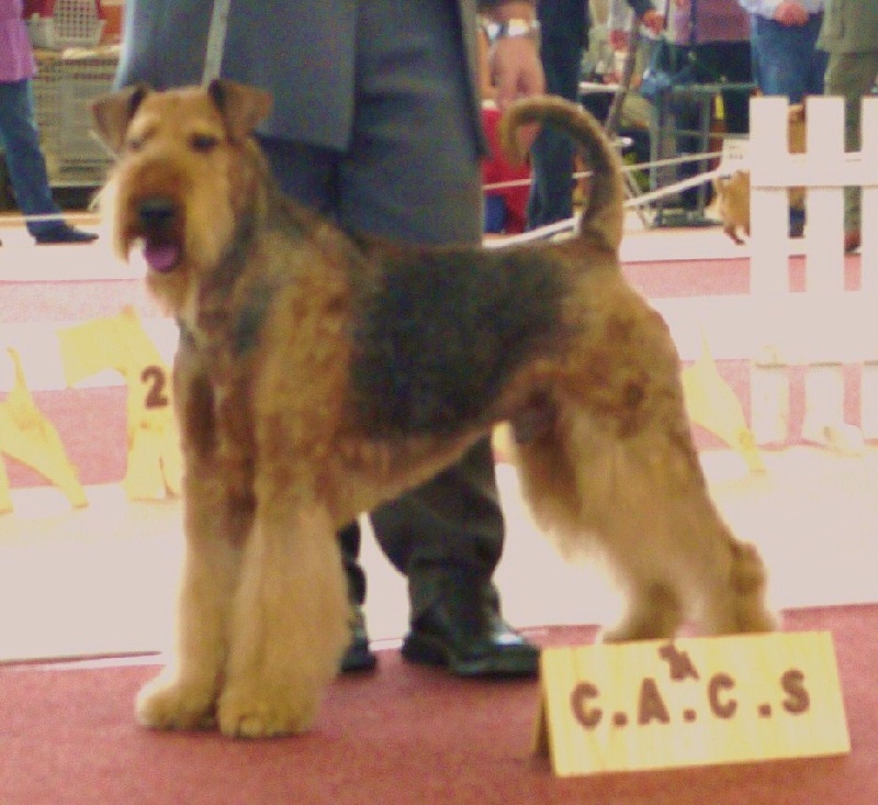 CH. Ducky dog of Utley - 1er excellent CACS MEILLEUR MALE