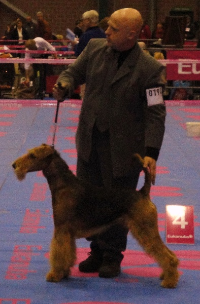 CH. Ducky dog of Utley - 1er excellent RCACS