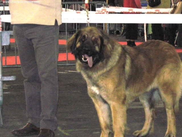Bergamotte de la Petite Saunerie - 1 EXC CACIB - CACS