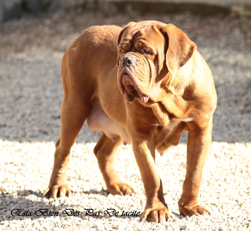 Publication : Des pas de tacite