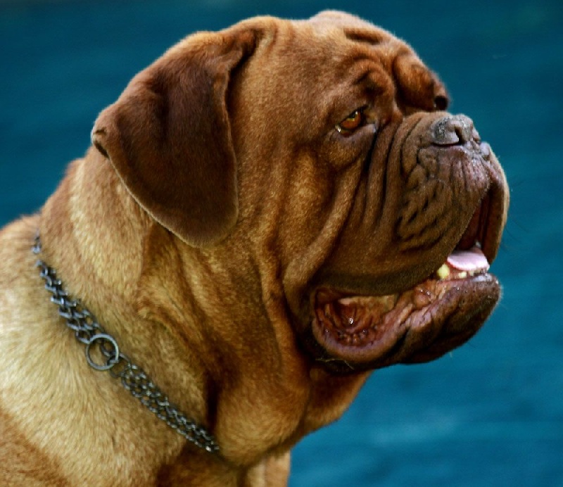 Publication : Des pas de tacite Auteur : bonnier