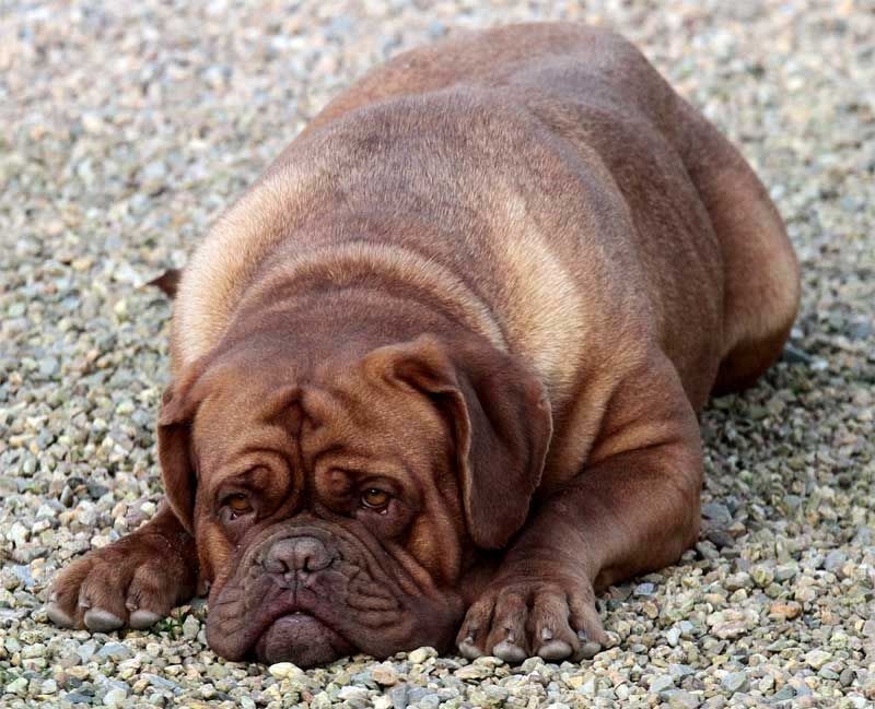 Publication : Des pas de tacite Auteur : bonnier