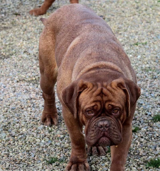 Publication : Des pas de tacite Auteur : bonnier