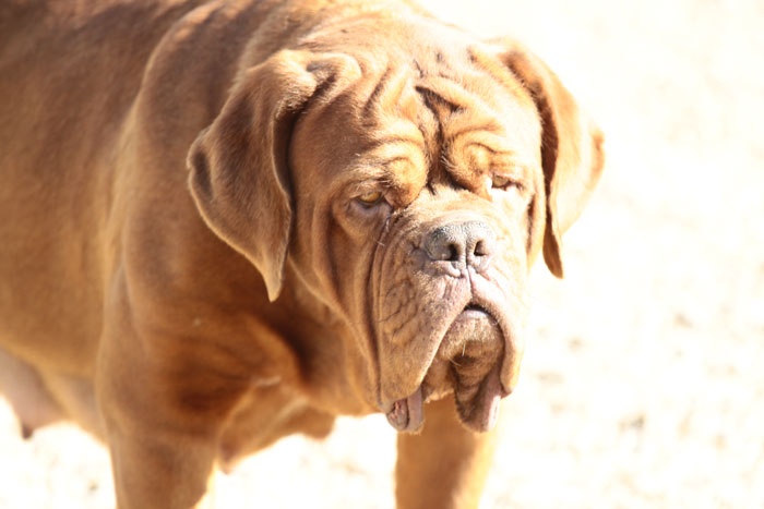 Publication : Des pas de tacite