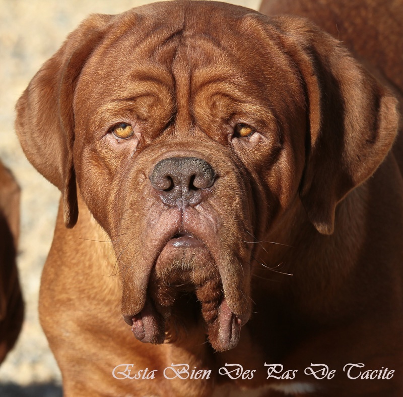 Publication : Des pas de tacite