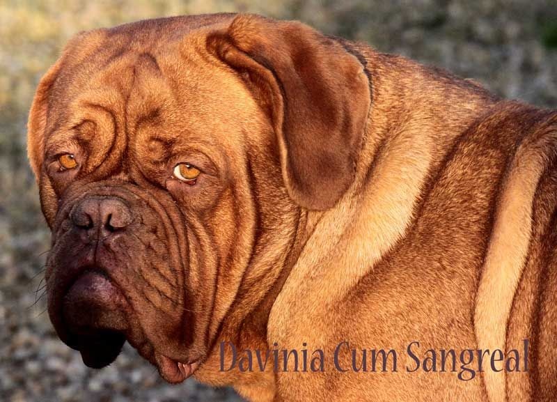 Publication : Des pas de tacite Auteur : bonnier