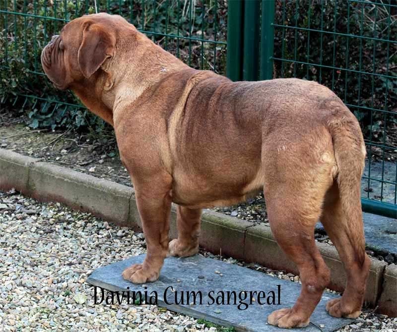 Publication : Des pas de tacite Auteur : bonnier