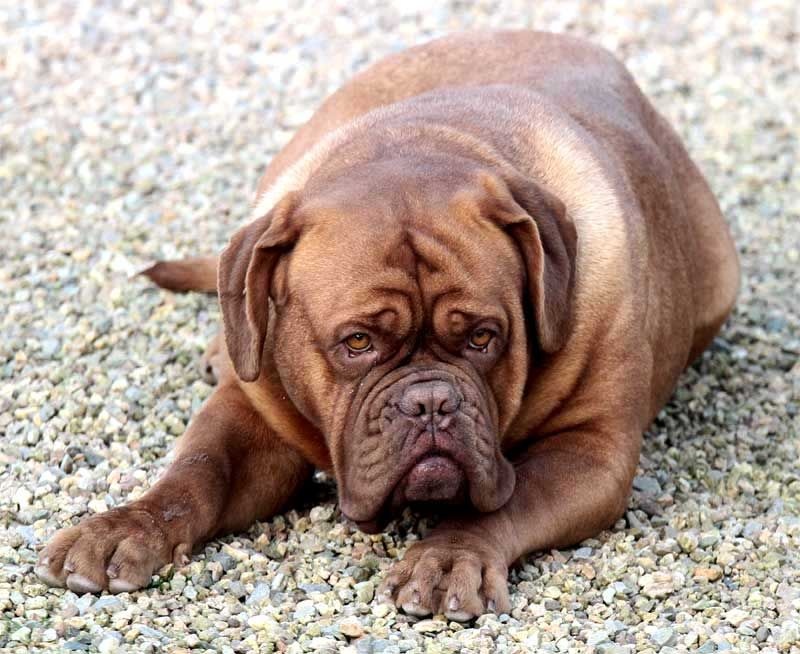 Publication : Des pas de tacite Auteur : bonnier