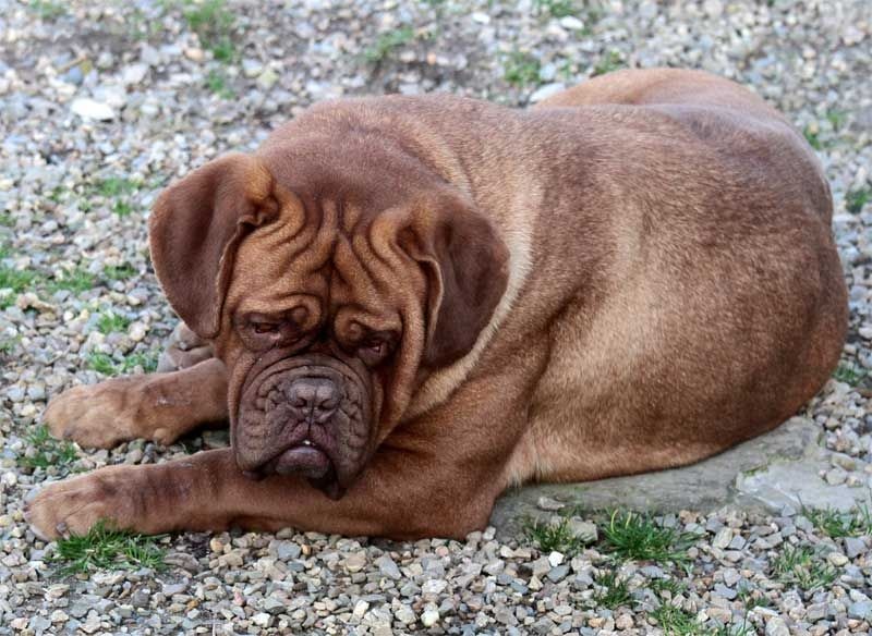 Publication : Des pas de tacite Auteur : bonnier