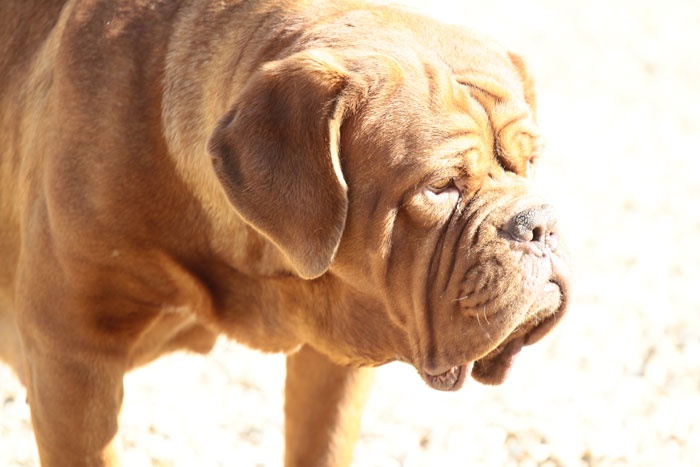 Publication : Des pas de tacite