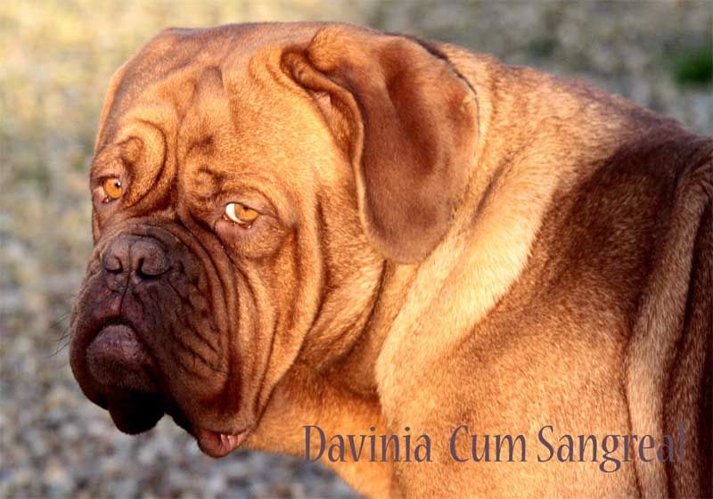 Publication : Des pas de tacite Auteur : bonnier