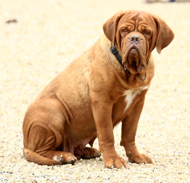 Publication : Des pas de tacite