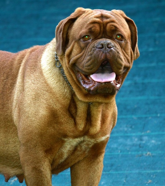 Publication : Des pas de tacite Auteur : bonnier