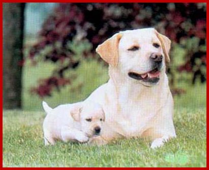 Publication : de la Tour Farmina