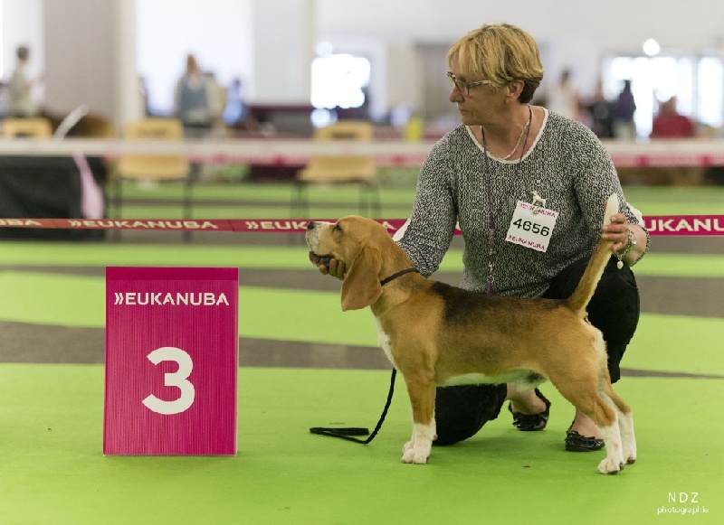 Johnny à l'idée de Maxcecan - 3 eme excellent