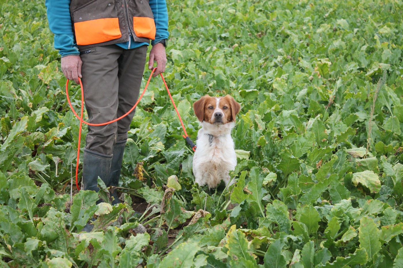 TR. CH. Thorpe Des Tilleuls De Saint Georges