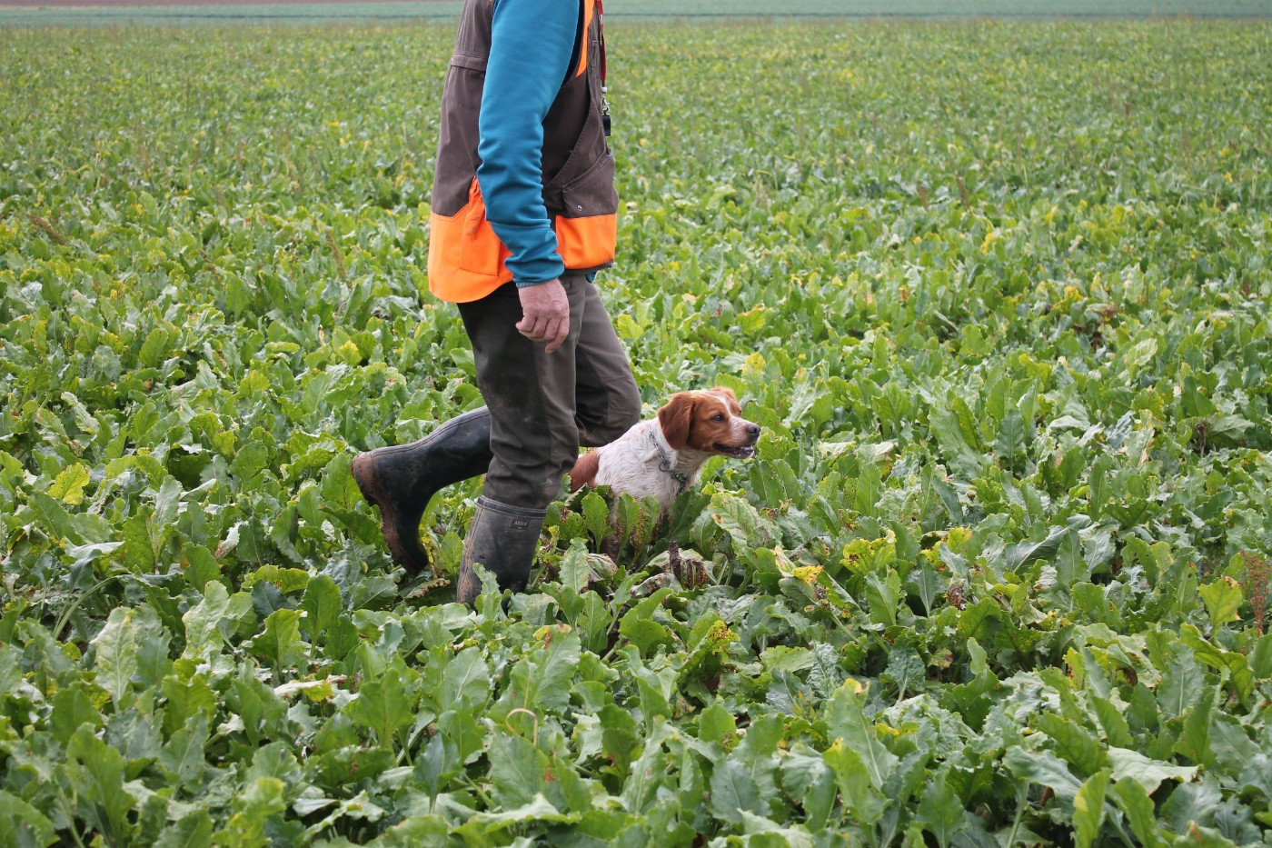 TR. CH. Thorpe Des Tilleuls De Saint Georges