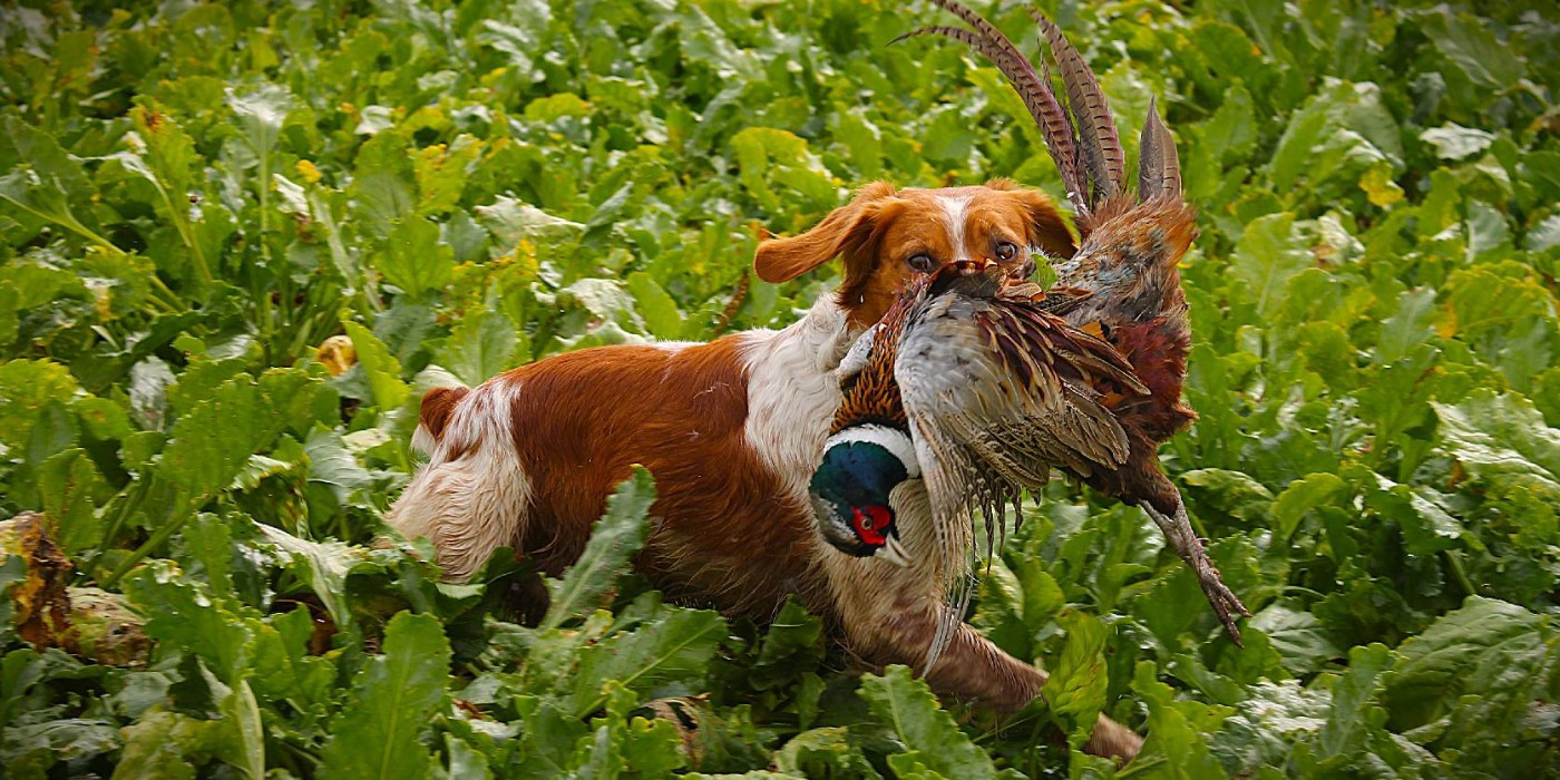 TR. CH. Thorpe Des Tilleuls De Saint Georges