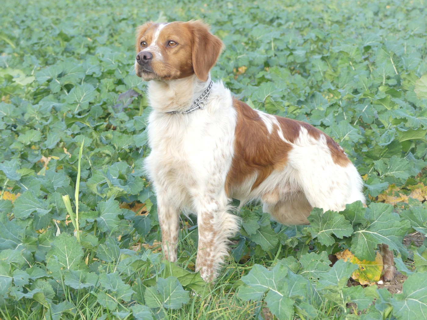 TR. CH. Thorpe Des Tilleuls De Saint Georges