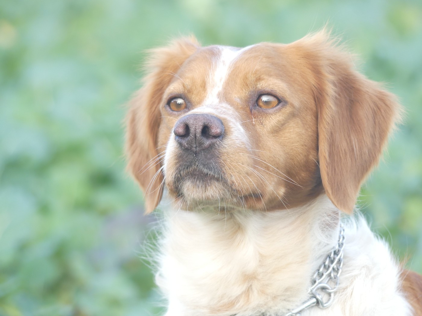 TR. CH. Thorpe Des Tilleuls De Saint Georges