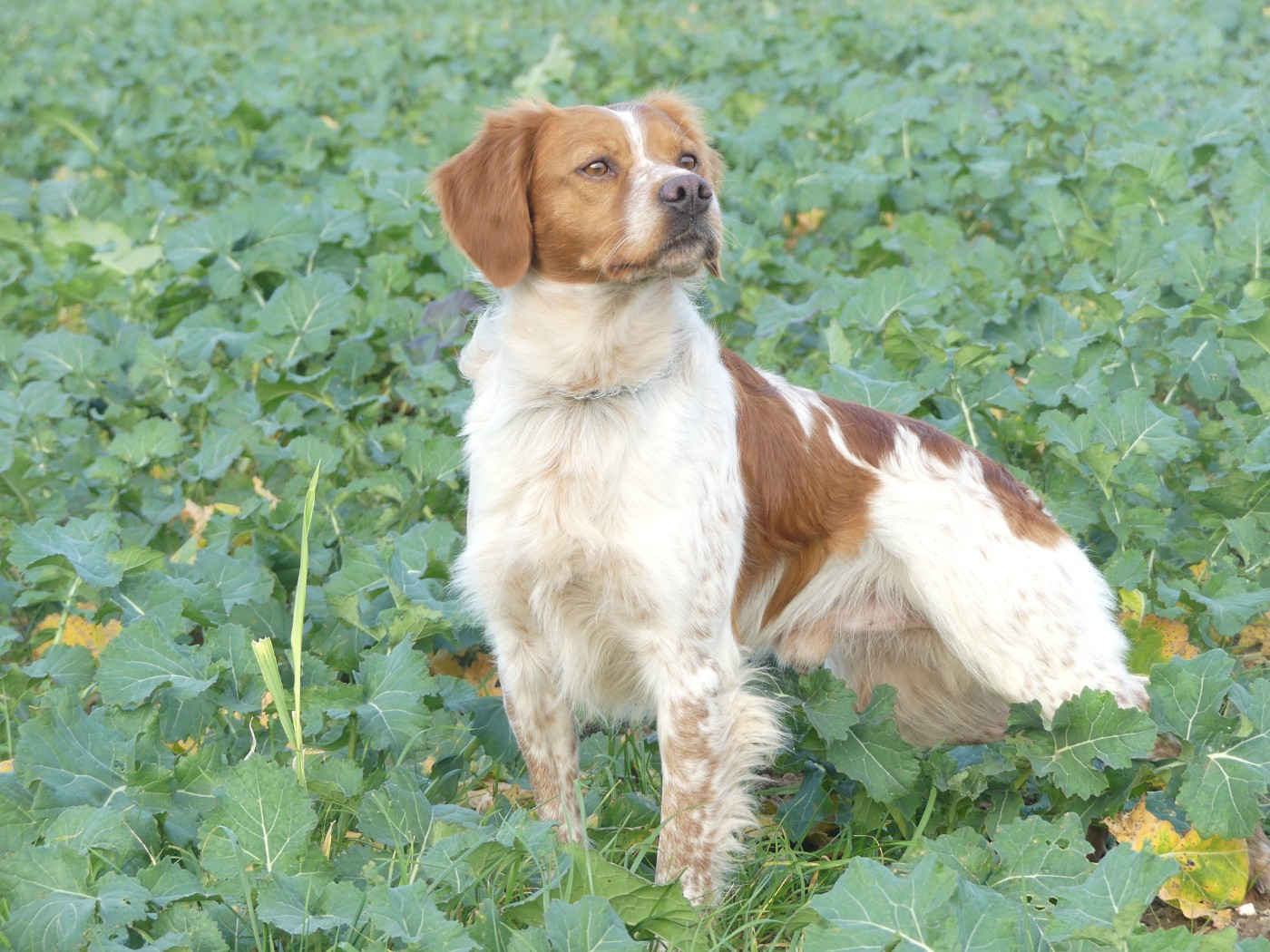 TR. CH. Thorpe Des Tilleuls De Saint Georges