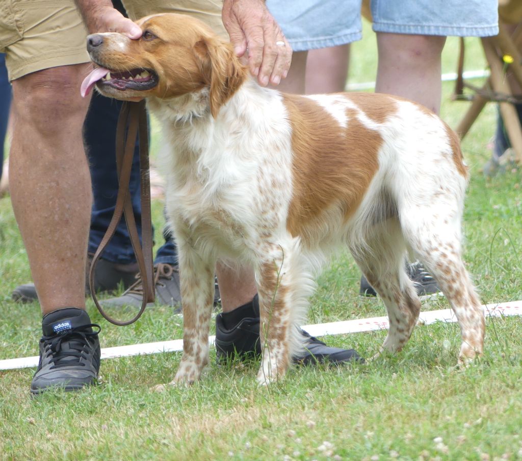 TR. CH. Thorpe Des Tilleuls De Saint Georges