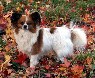 Publication : Du Paradis Sauvage De Menestruel