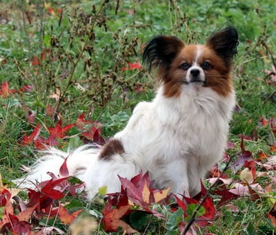 Publication : Du Paradis Sauvage De Menestruel